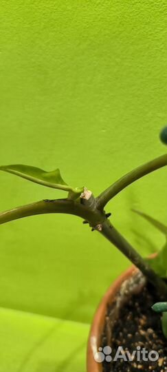 Филодендрон краснеющий