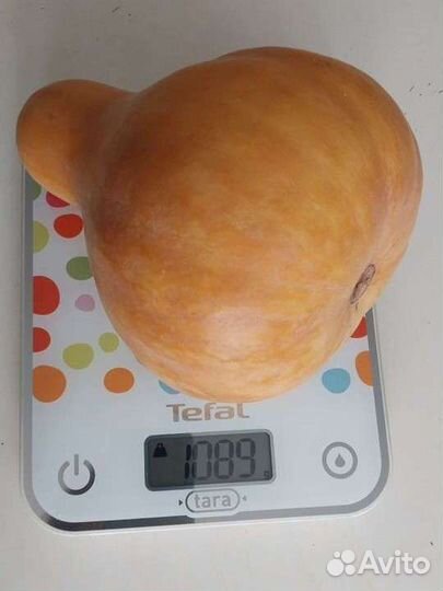 Тыква порционная семена