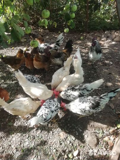 Куры леггорны разных пород