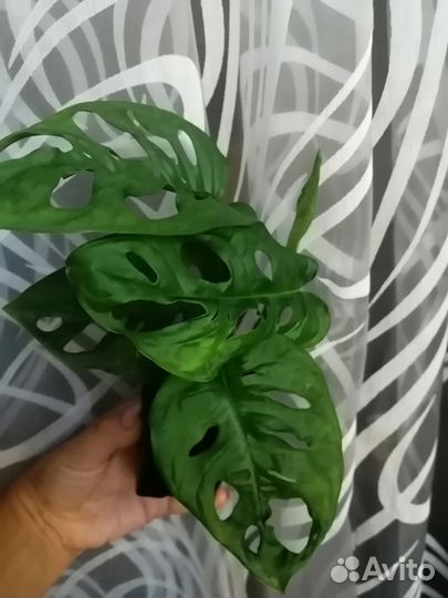 Монстера манки (адансона)