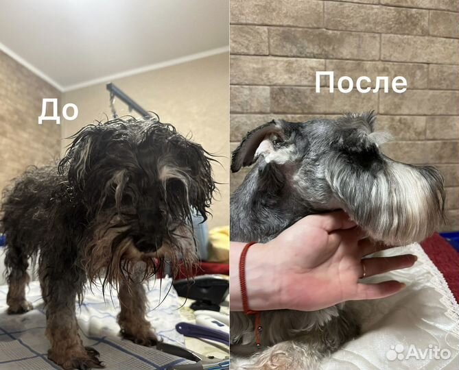 Грумер / Стрижка собак и кошек