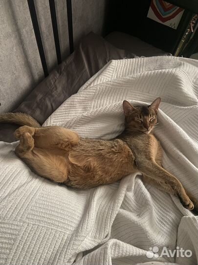 Котоняня. Кэтситтер