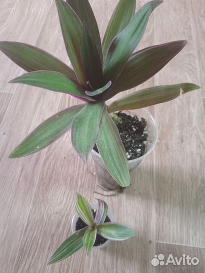 Традесканции сортовые