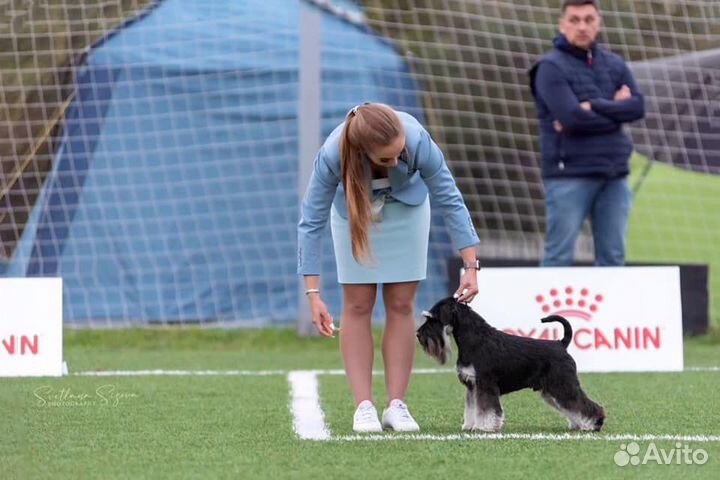 Щенки цвергшнауцера чёрн.с серебром окраса