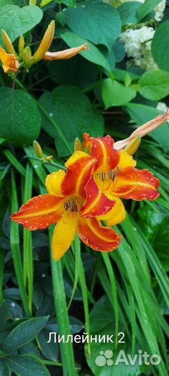 Лилейники сортовые