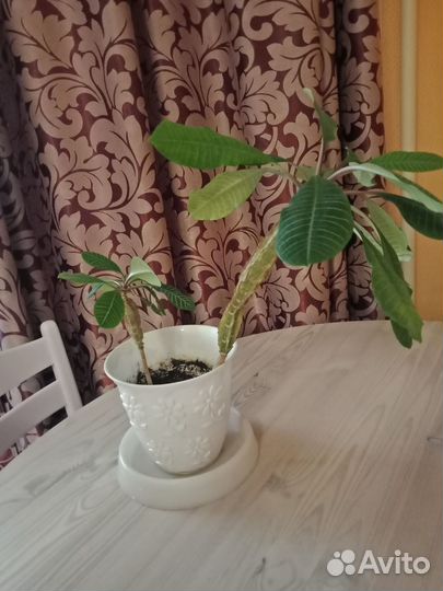 Молочай комнатный с горшком