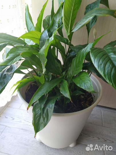 Спатифиллум