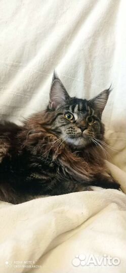 Котята мейн-кун