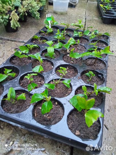 Гортензия метельчатая черенки