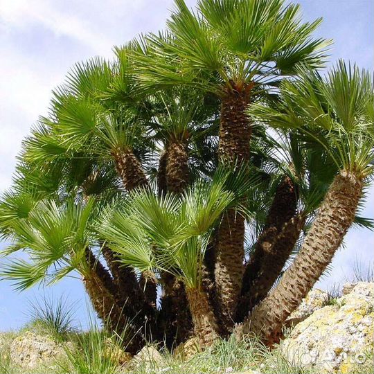 Пальма хамеропс приземистый косточки