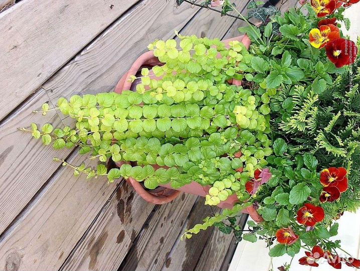 Вербейник монетчатый и Зебрина