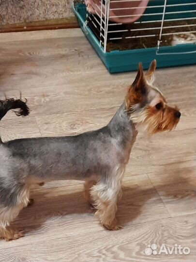 Йоркширский терьер мини стандарт. Вязка