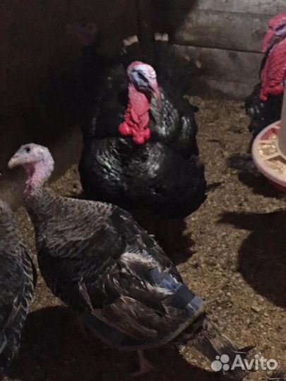 Попоны для кур, индеек