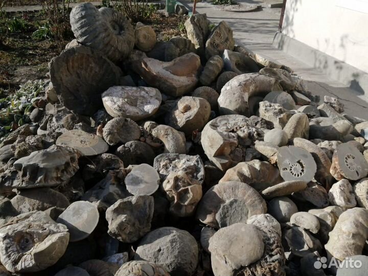 Аммониты Минералы Окаменелости Септарии Жеоды