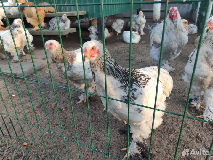 Петухи и молодки Брама