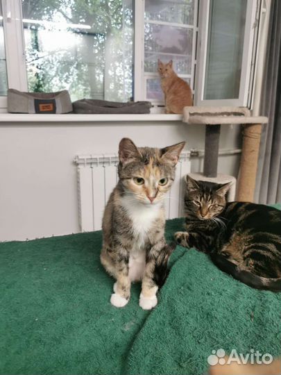 Бусинка ищет свой дом