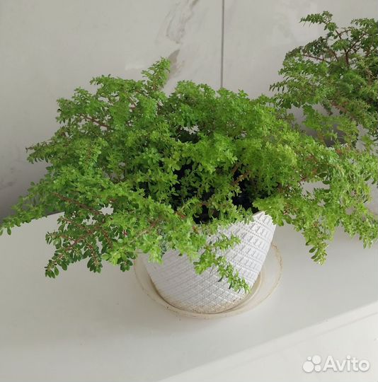 Растение пилея мелколистная