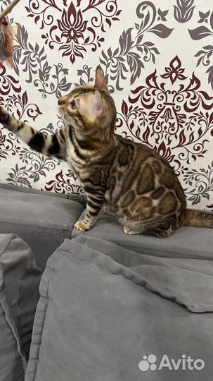 Бенгальская кошечка