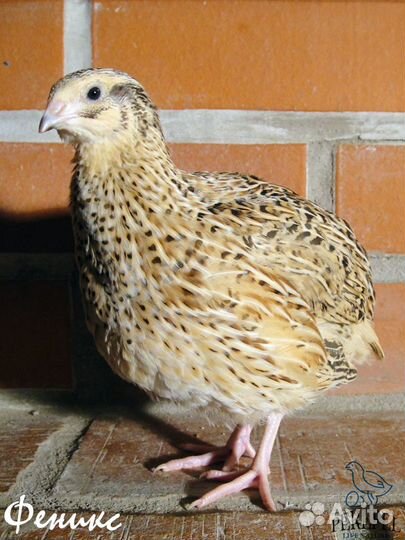 Перепела техасской, эстонской, маньчжурской породы