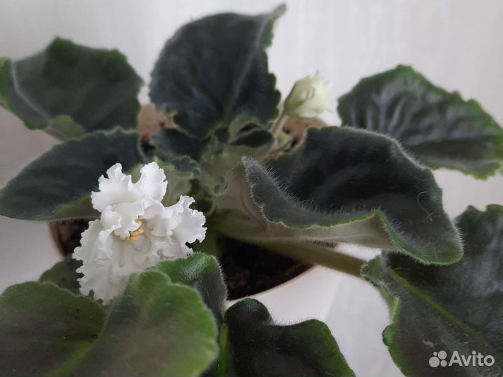 Фиалка цветущая в горшке