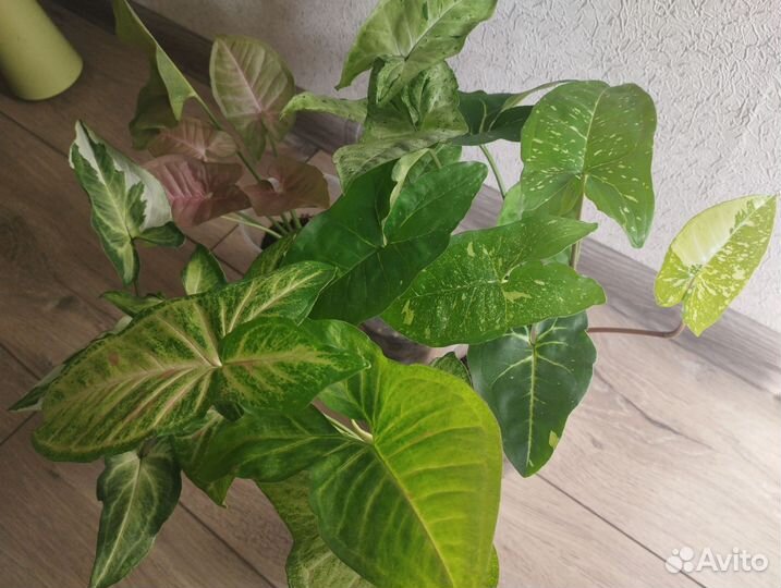 Сингониум 5 штук