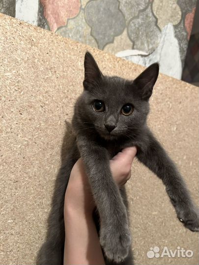 Котенок девочка в добрые руки