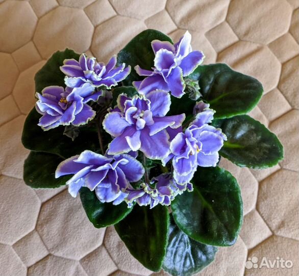 Комнатные фиалки - сенполия(взрослая)