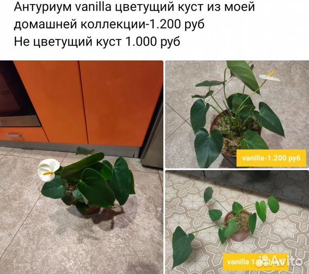 Антуриум детки