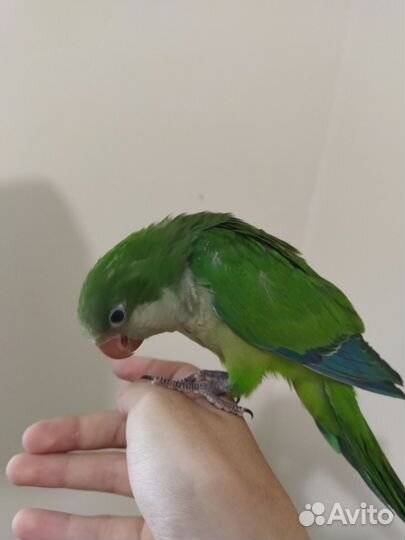 Ручные выкормыши монаха он же квакер