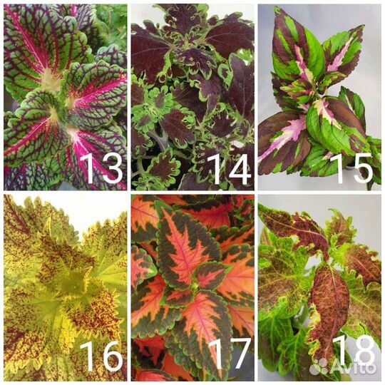 Колеусы сортовые вегетативные Отправлю почтой