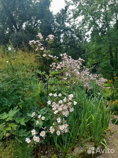 Анемона японская