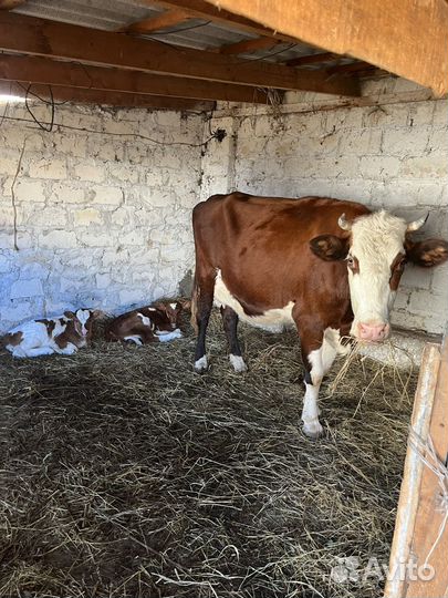 Бычки породистые 7-10 дней