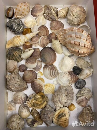 Ракушки морские (раковины)