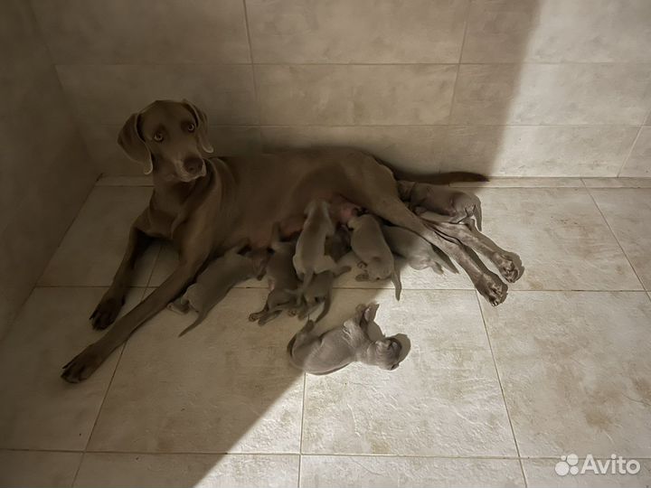 Щенки веймаранера документы РКФ