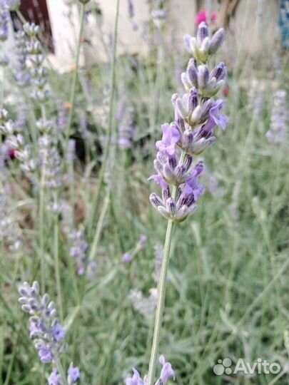 Лаванда, лавандин