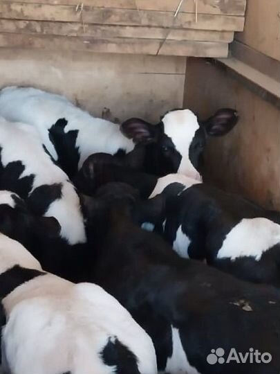 Бычки телята