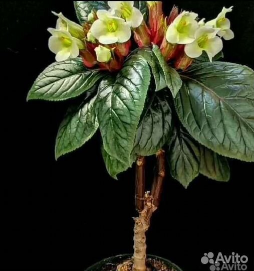 Глоксинии- синингии