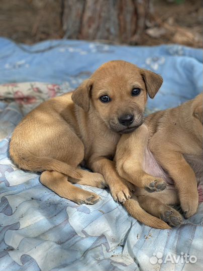 Маленькая собака