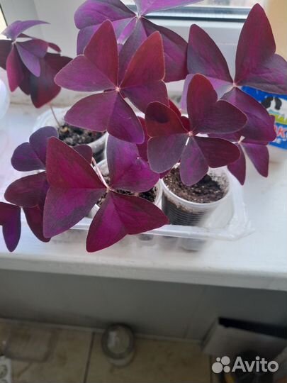 Оксалис (кислица)