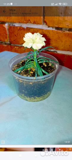 Черенки растений