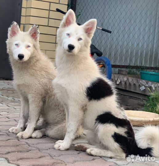 Якутская лайка