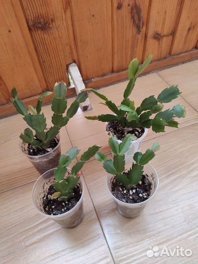 Декабрист шлюмбергера