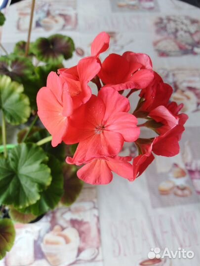 Пеларгония