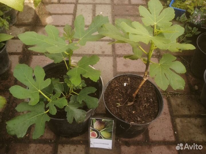 Йошта,Смородина,Крыжовник,Фундук,Ежевика,жимолос