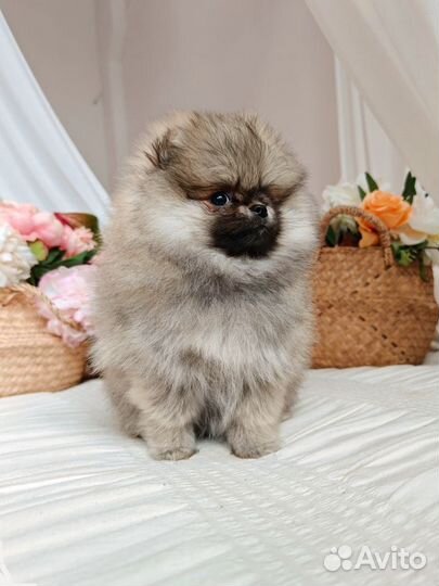 Померанский шпиц девочка медвежонок