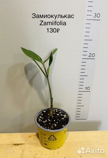 Замиокулькас черный Black Raven и Zamiifolia