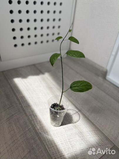 Клеродендрум томпсон