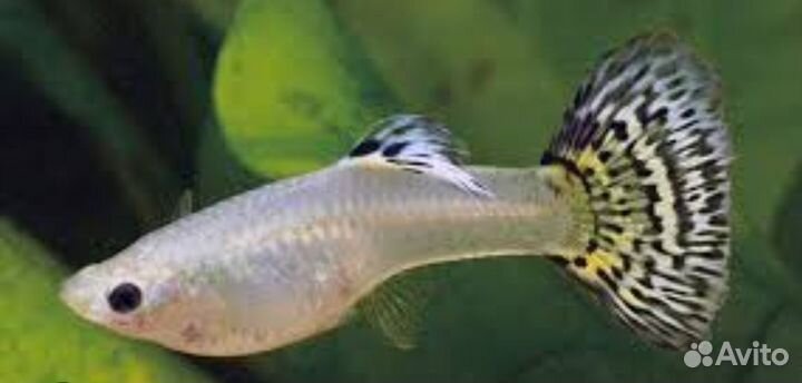 Растение, рыбки гуппи