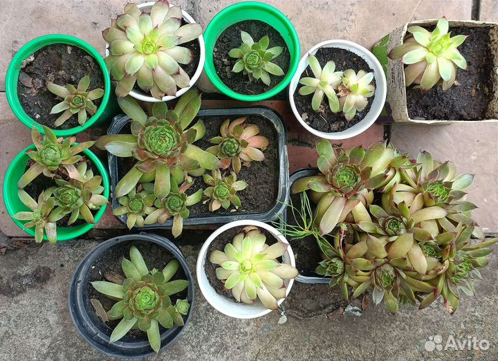 Молодило каменная роза