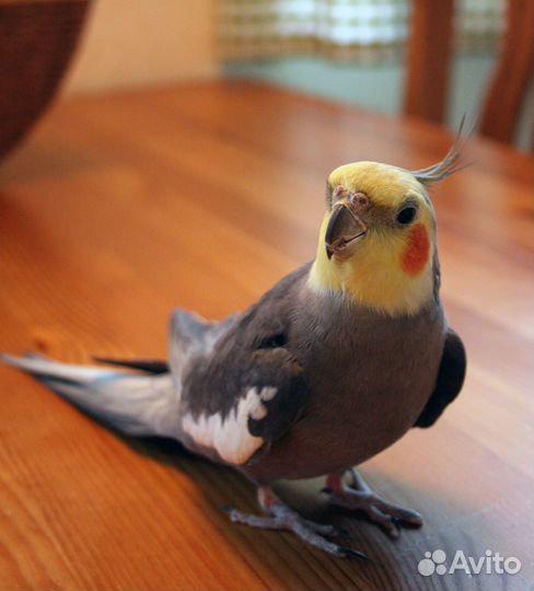 Корелла нимфа говорящий. Амадины Гульда(бронь)